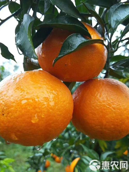 最高档柑桔橙品种有哪些？-图2