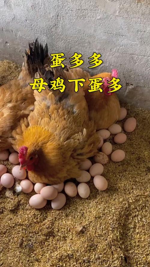 什么品种的母鸡下蛋最大？-图1
