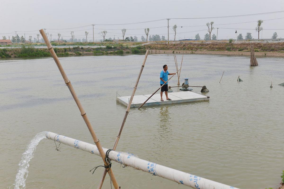 化肥养鱼如何实现高产？-图1