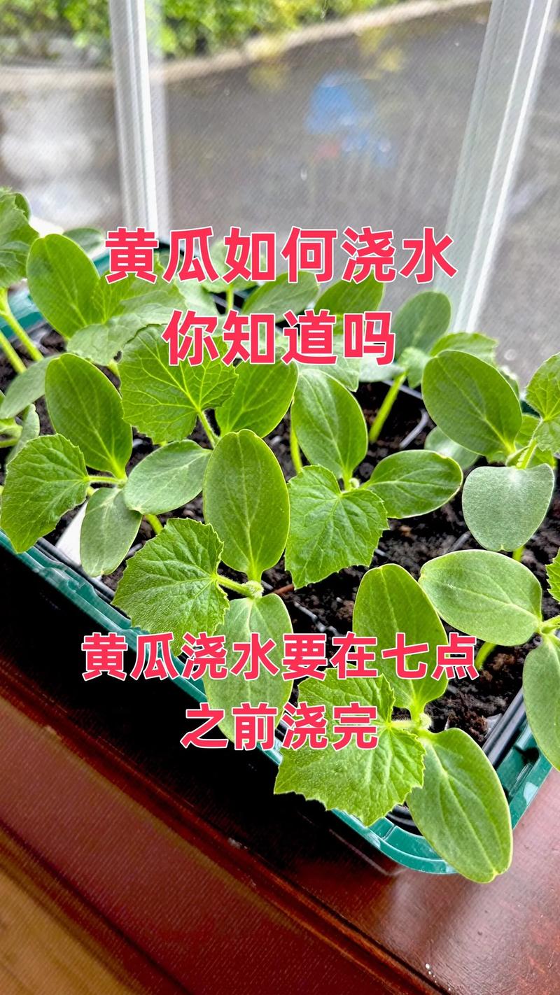 黄瓜幼苗浇水，何时浇、浇多少才合适？-图1