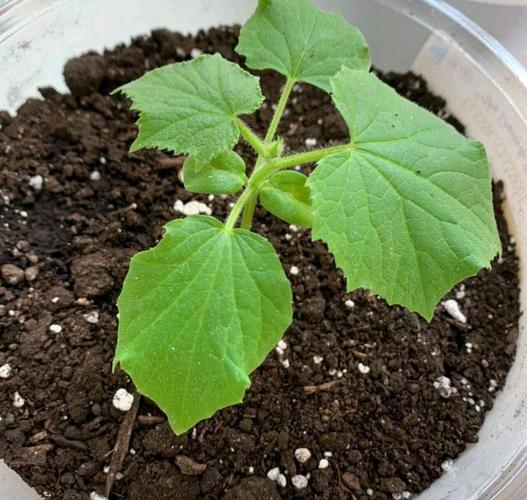 黄瓜幼苗浇水，何时浇、浇多少才合适？-图2