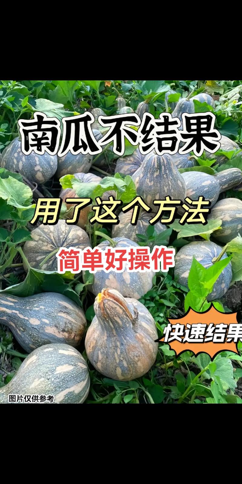 日本南瓜露地种植技术要点有哪些？-图1