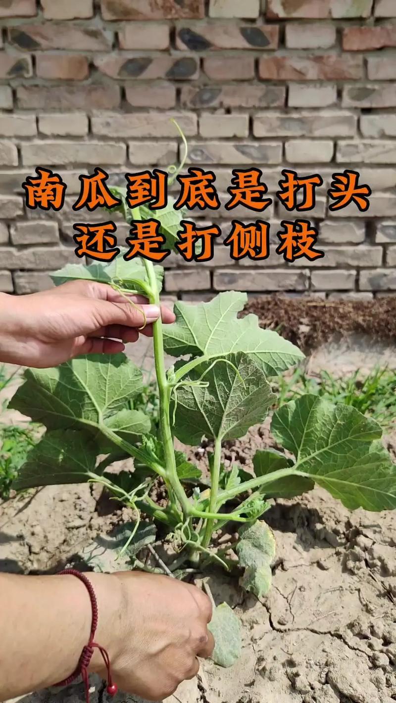 日本南瓜露地种植技术要点有哪些？-图2