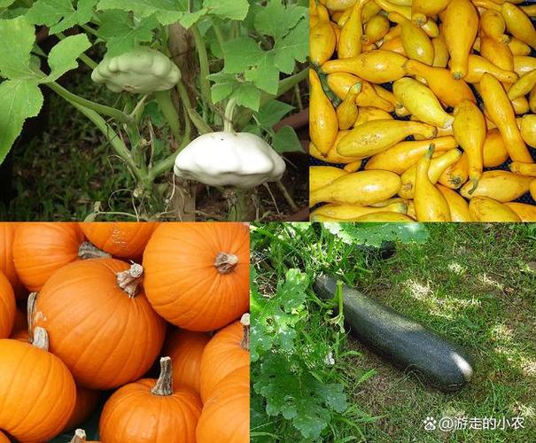 日本南瓜露地种植技术要点有哪些？-图3