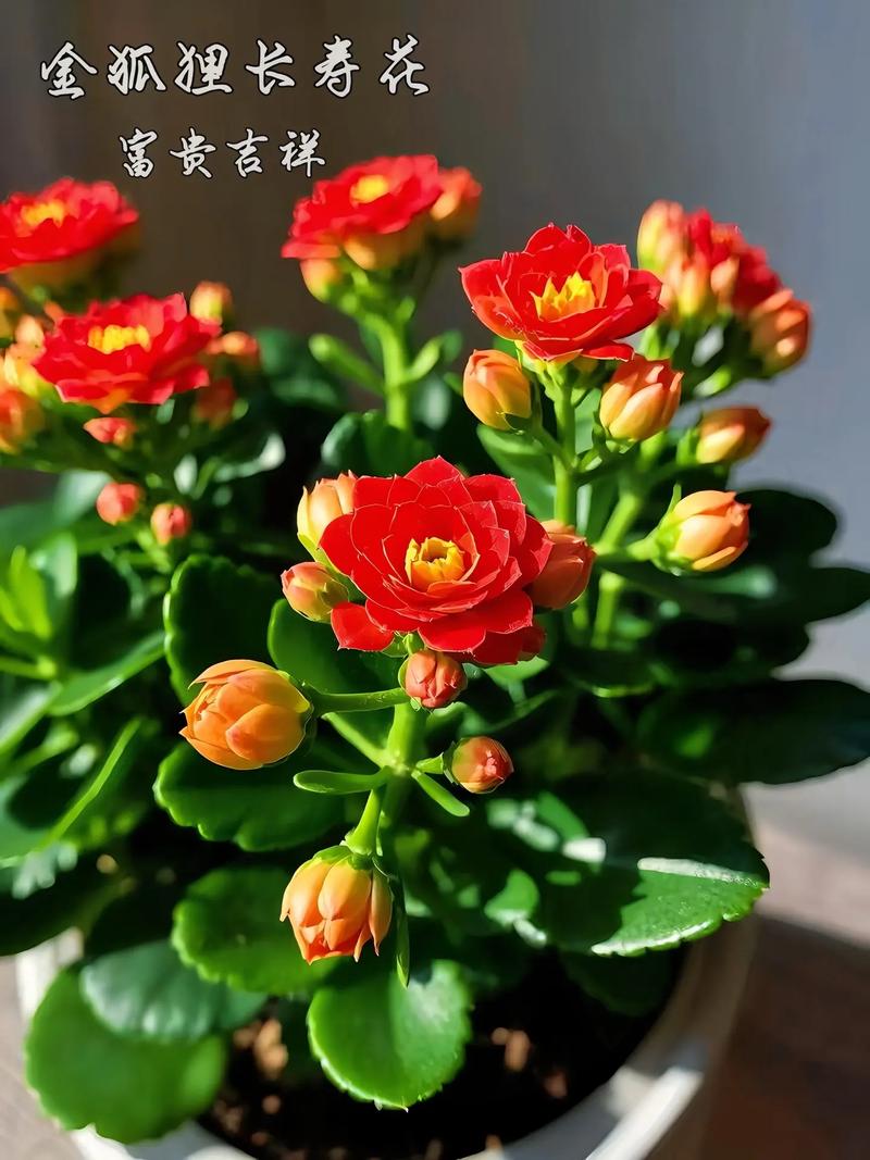 长寿花开最大的品种是哪个？-图3