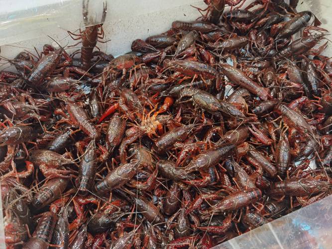 江苏冬季龙虾养殖咋管理？-图2