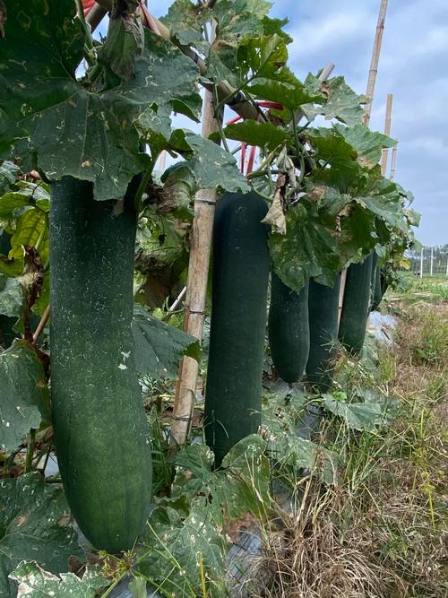 冬瓜种植视频有哪些关键技术要点？-图1