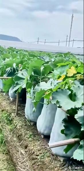 冬瓜种植视频有哪些关键技术要点？-图2