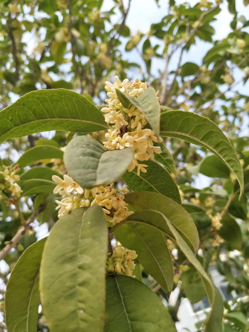 什么品种桂花冬天开花-图2