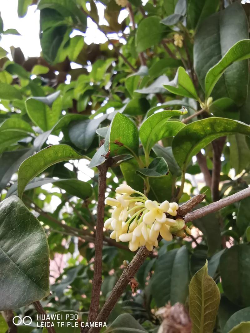 什么品种桂花冬天开花-图1