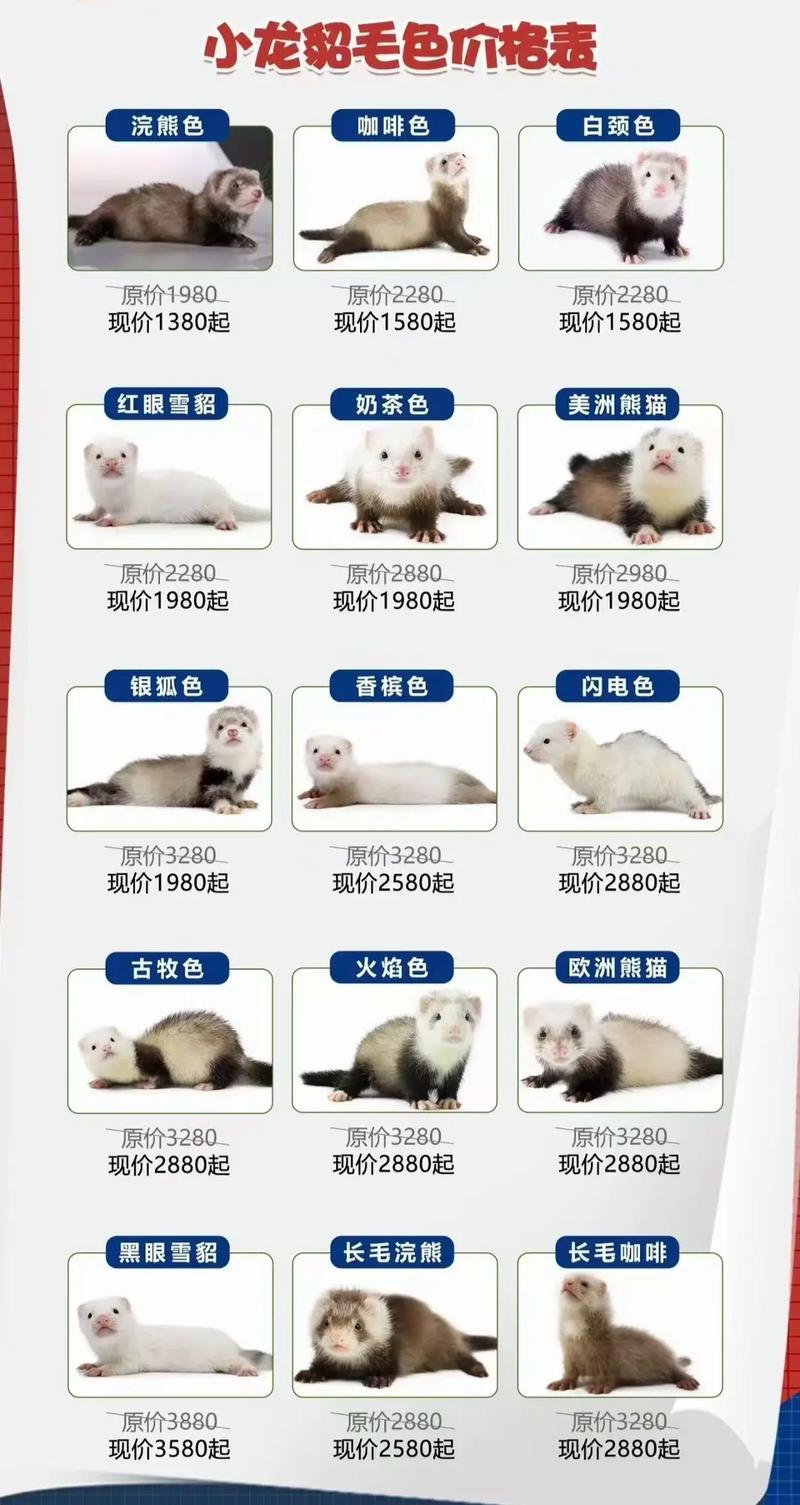 貂皮市场现在价格如何？-图1