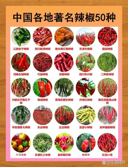 辣椒52号是哪个培育出的品种？-图1