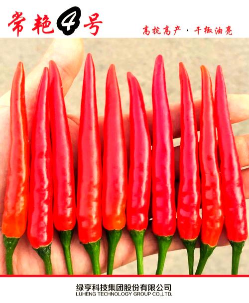 辣椒52号是哪个培育出的品种？-图2