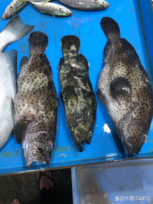 石斑鱼最大品种是哪个？-图1