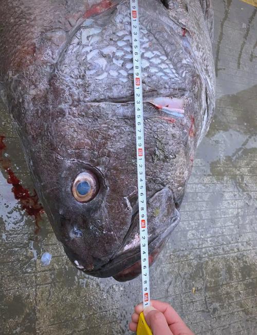 石斑鱼最大品种是哪个？-图2