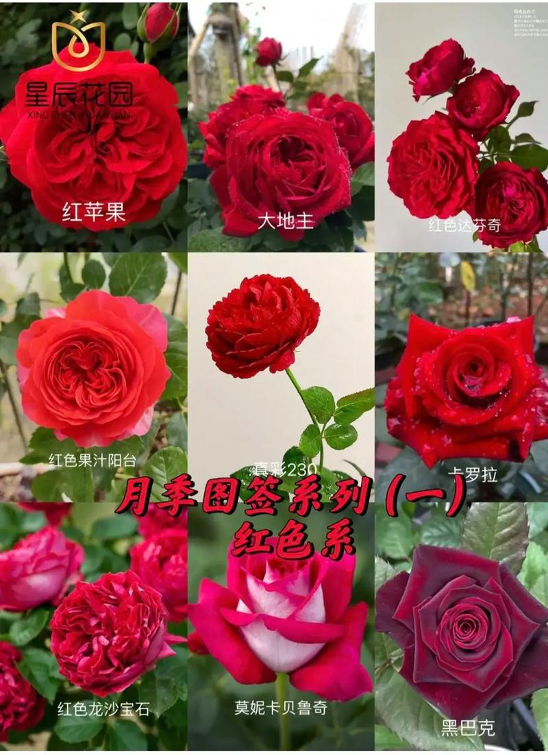 真的有红色山地玫瑰吗？-图1