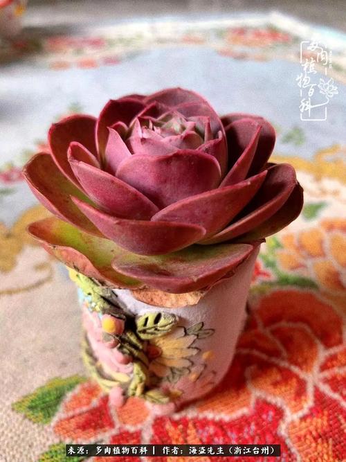 真的有红色山地玫瑰吗？-图2