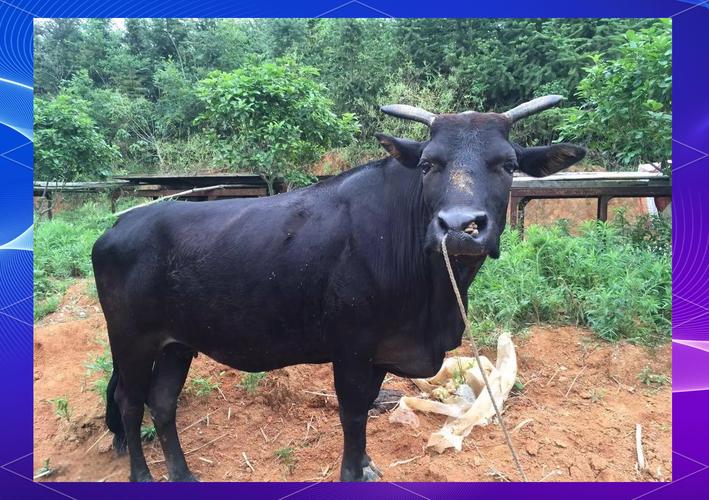 黄牛品种哪个长得更好？-图2