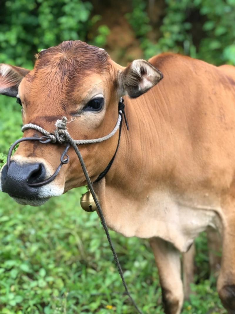 黄牛品种哪个长得更好？-图3