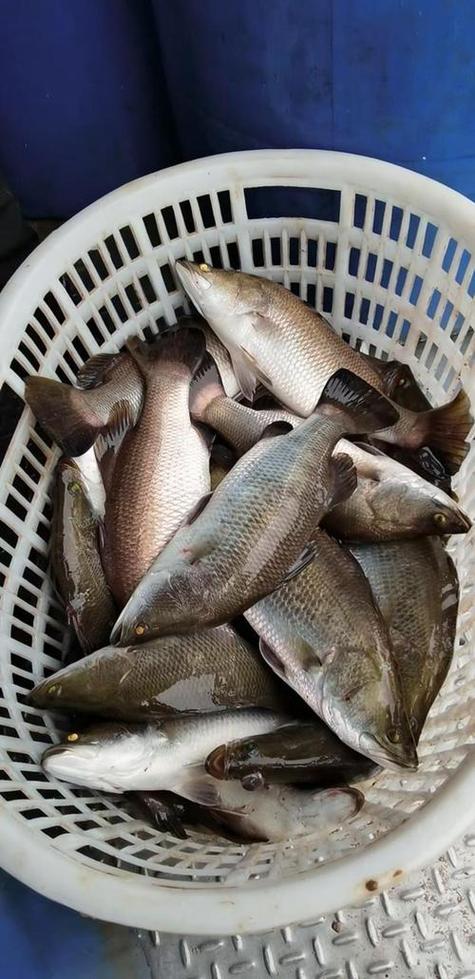 广东湛江养殖鱼的品种-图1