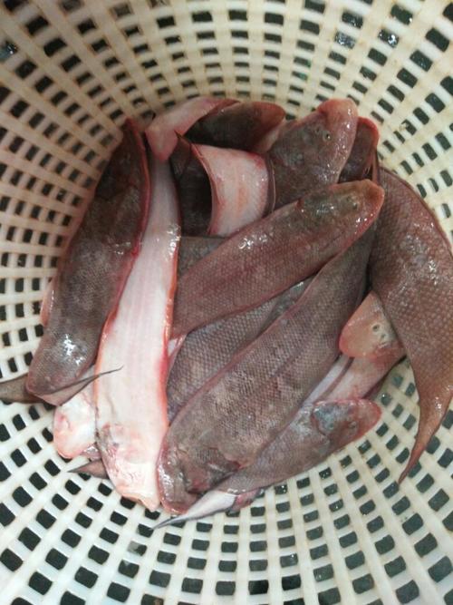 广东湛江养殖鱼的品种-图2