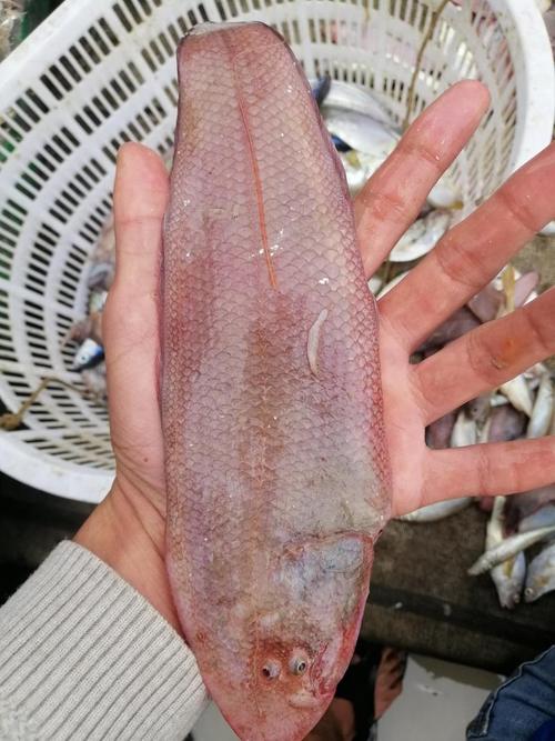 广东湛江养殖鱼的品种-图3