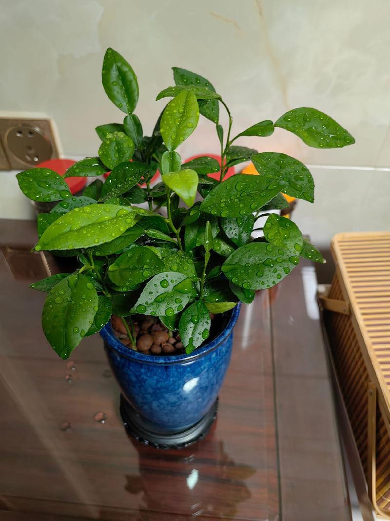 柚子盆栽管理技术视频，新手如何轻松学会？-图1