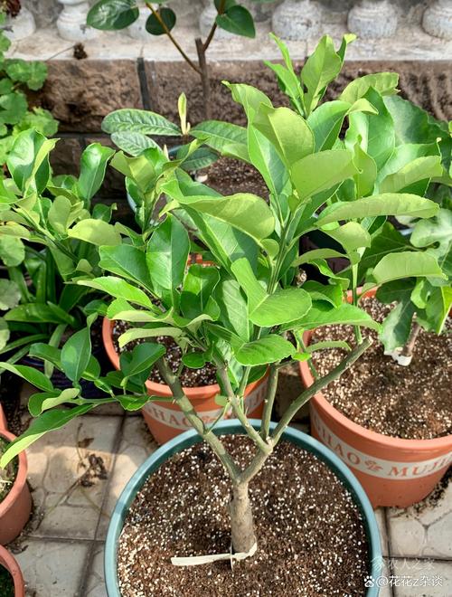 柚子盆栽管理技术视频，新手如何轻松学会？-图2