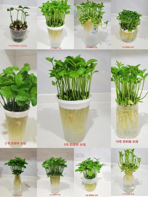 柚子盆栽管理技术视频，新手如何轻松学会？-图3