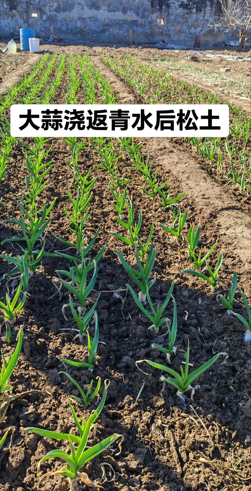 蒜苗大棚最新种植技术-图1