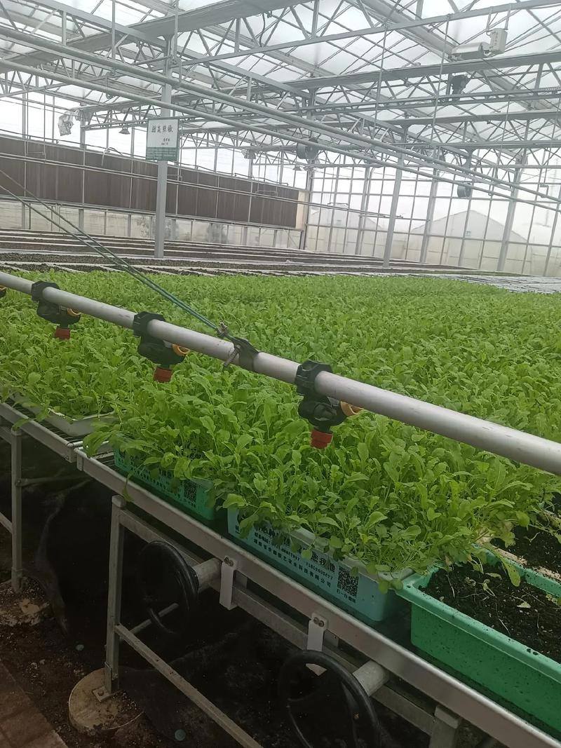 蒜苗大棚最新种植技术-图3