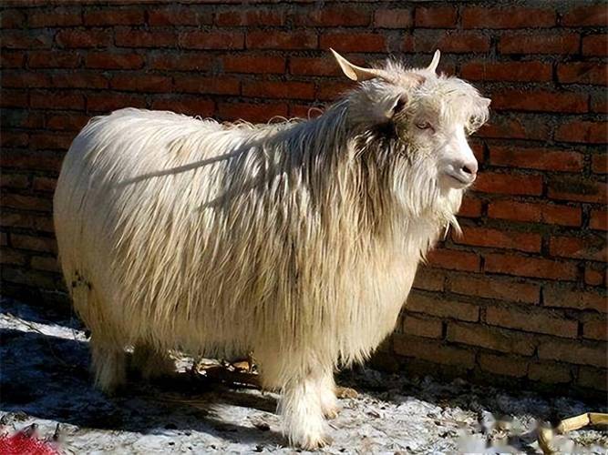 东北养什么品种的山羊-图1