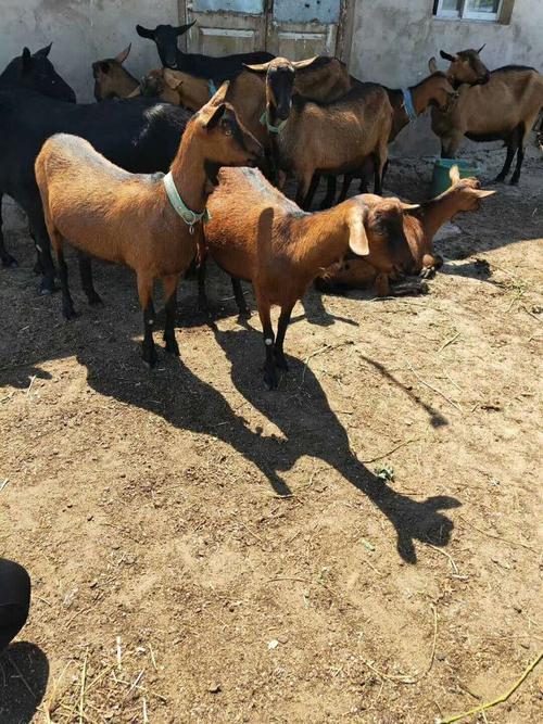 东北养什么品种的山羊-图2