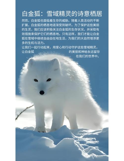 狐狸的品种名字大全图-图2