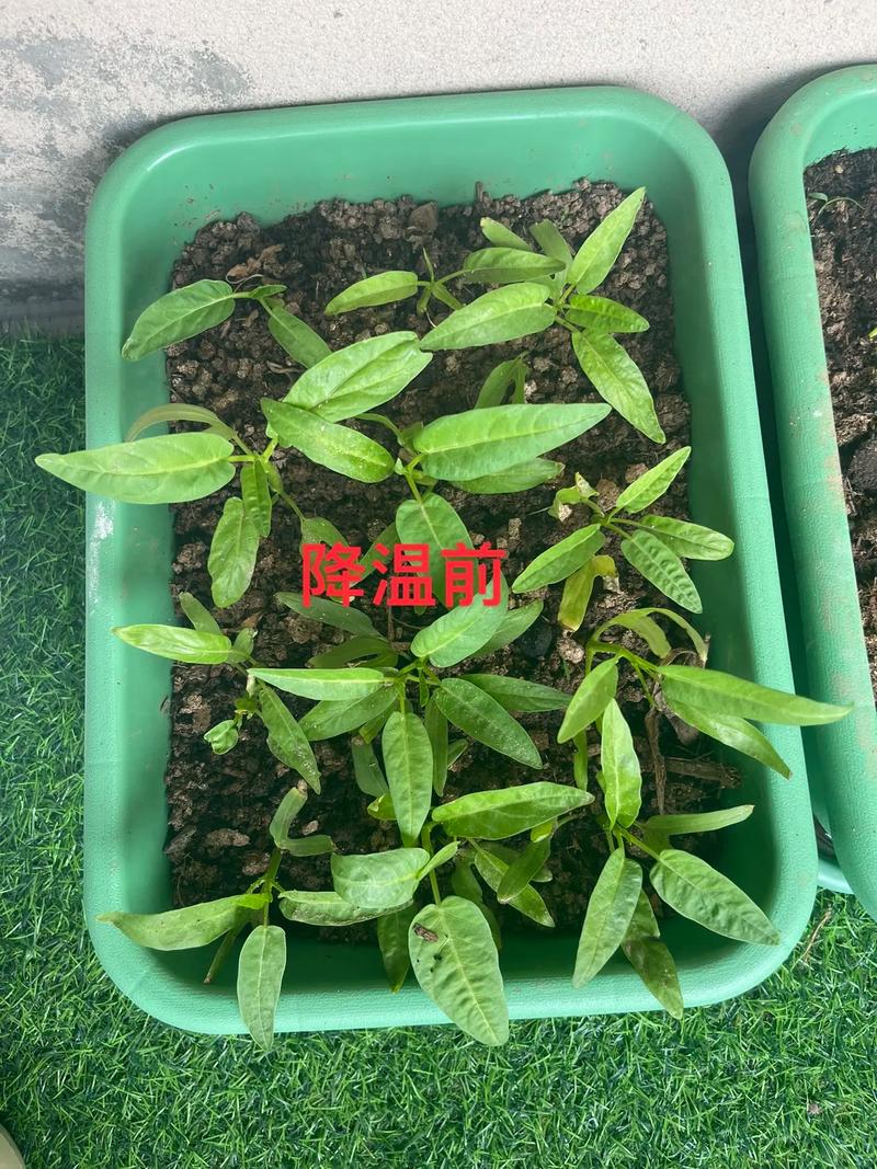 冬天菜心种植技术要点有哪些？-图2