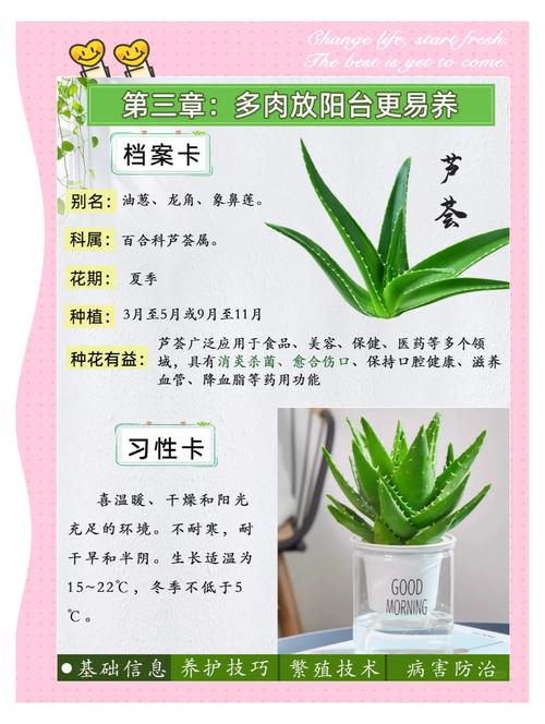 芦荟品种名称图片，常见品种有哪些？-图3