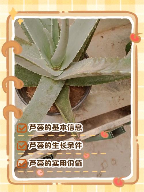 芦荟品种名称图片，常见品种有哪些？-图2