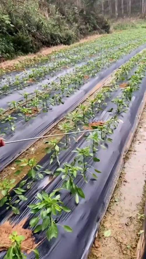 果树套种辣椒咋管理？视频教你技术要点-图2