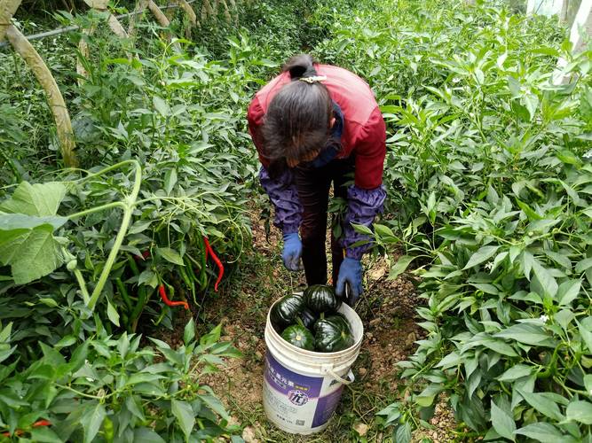 果树套种辣椒咋管理？视频教你技术要点-图3