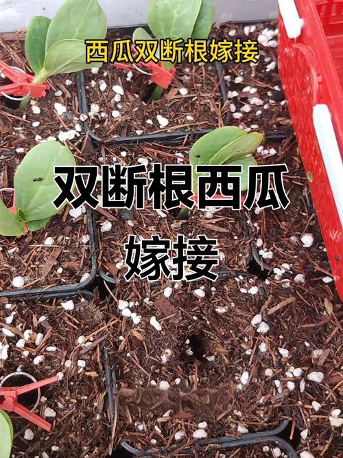 西瓜嫁接技术视频，新手如何快速掌握？-图2
