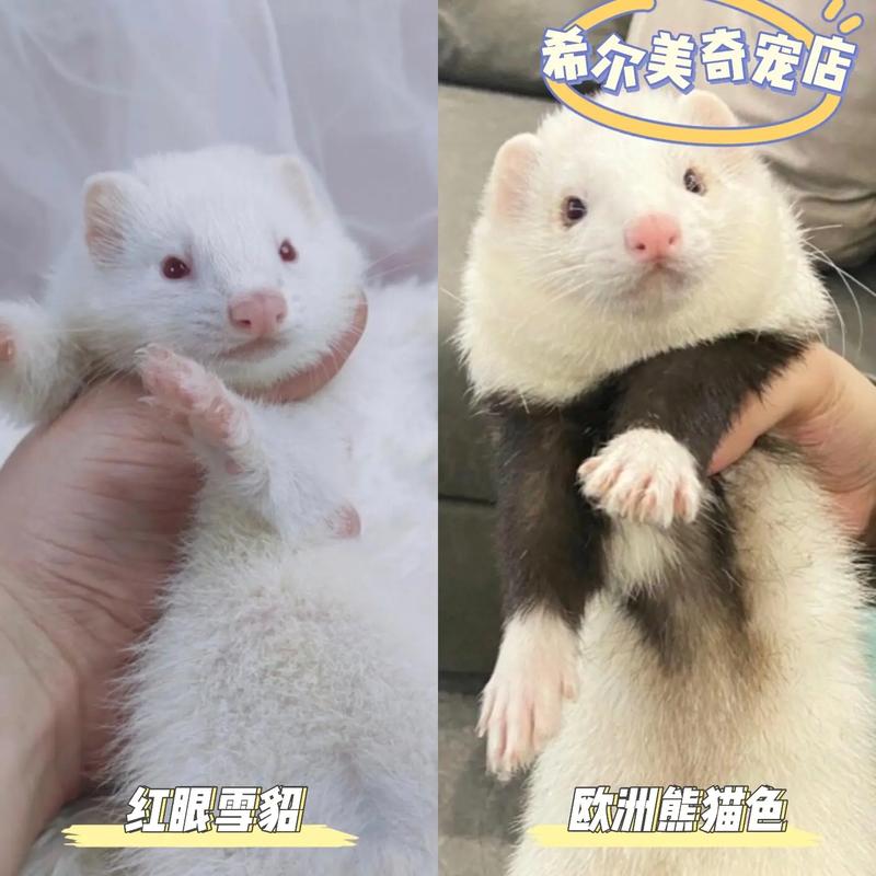 人工养殖的貂具体是哪些品种？-图1