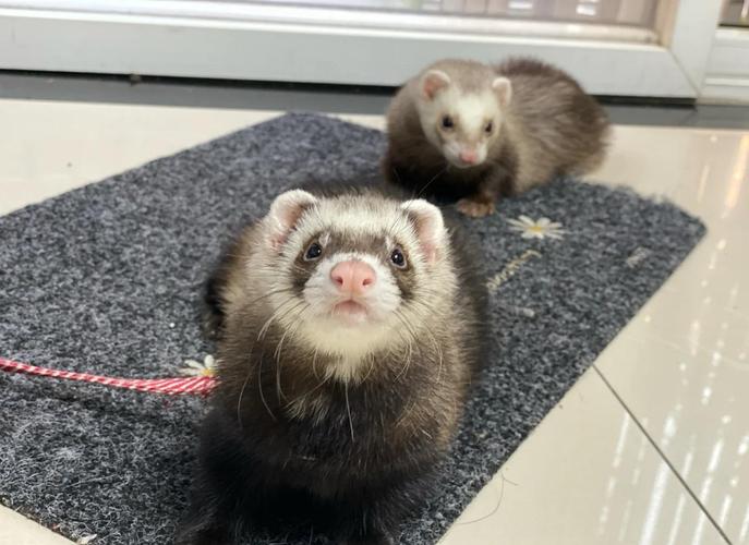 人工养殖的貂具体是哪些品种？-图2