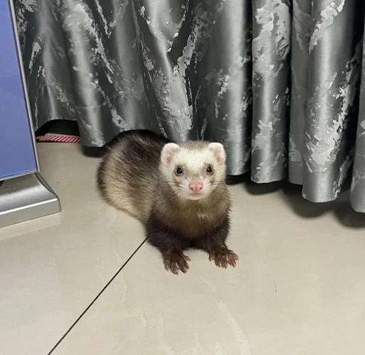 人工养殖的貂具体是哪些品种？-图3