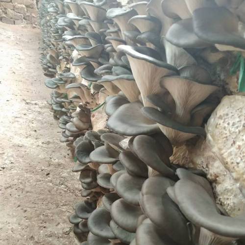 荆州大棚蘑菇种植技术-图1