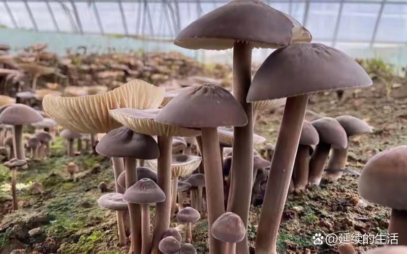 荆州大棚蘑菇种植技术-图2