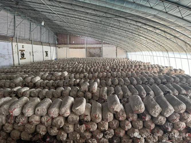 荆州大棚蘑菇种植技术-图3