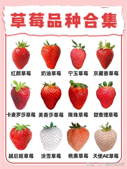 草莓常见品种有哪些？-图1