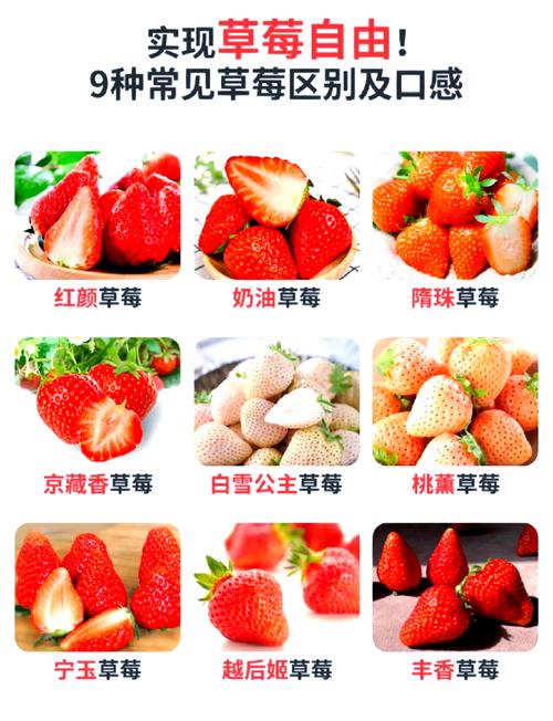 草莓常见品种有哪些？-图2