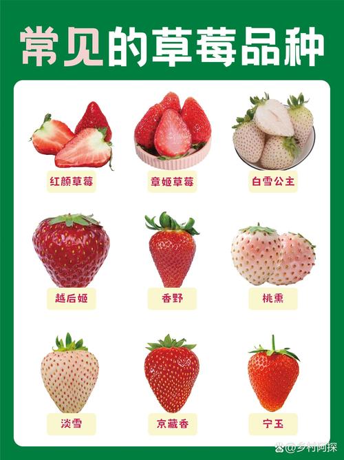 草莓常见品种有哪些？-图3