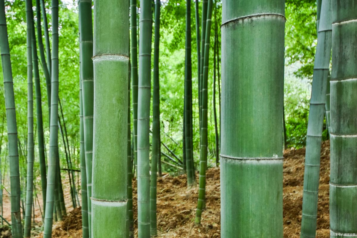 什么竹子韧性最好？-图1